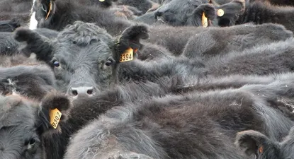 El Observador | 1645118419794.webp