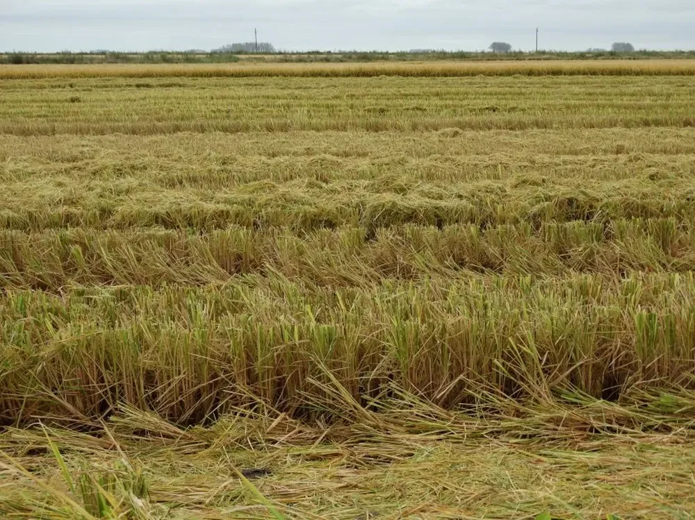 Chacra con arroz, en el este de Uruguay.