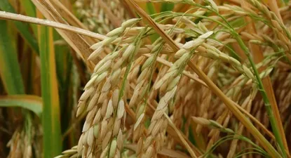 Lácteos y arroz dieron impulso a exportaciones en el inicio del año