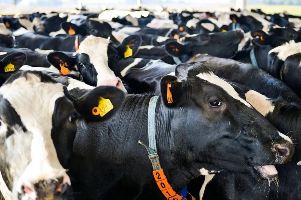 Precio de leche al tambero en junio se ubicó en $ 10,15 el litro