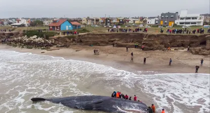 un cachalote de 15 metros muere varado en una playa argentina