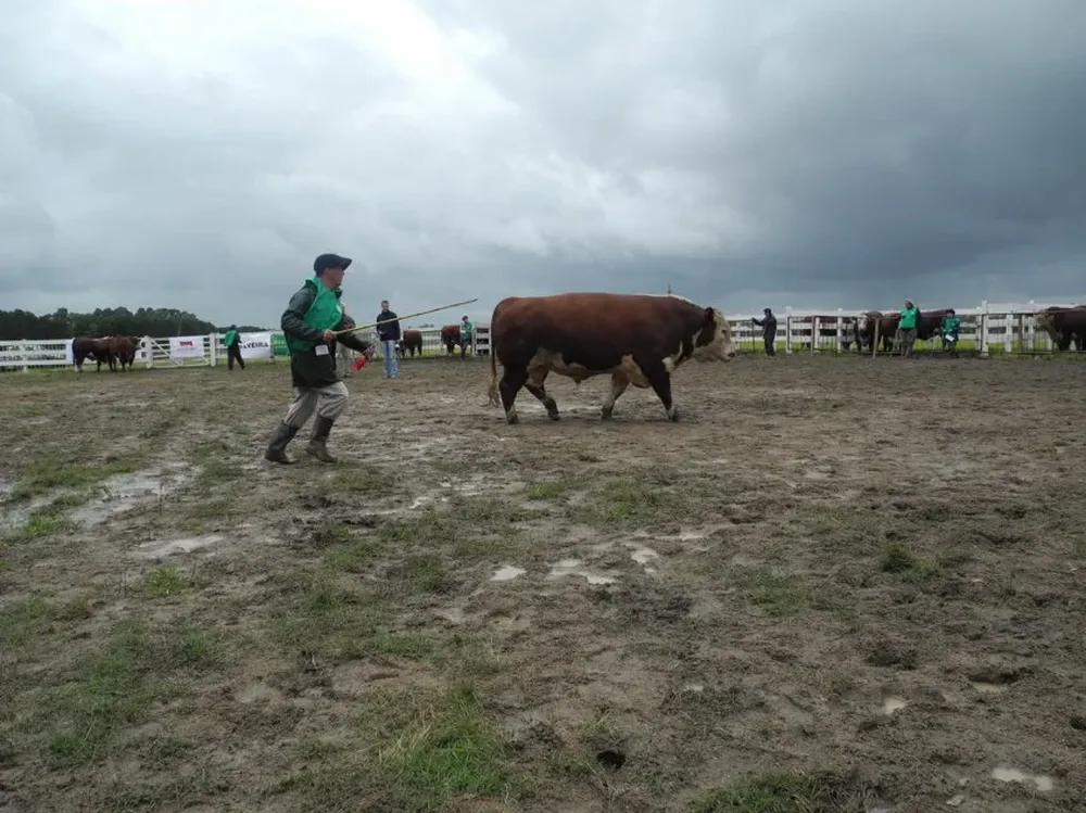 El toro Copa de Honor en medio del barro en la pista del Hereford