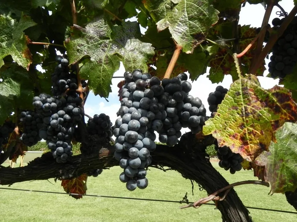 Los productores accionan para evitar tener que seguir bajando las cortinas.