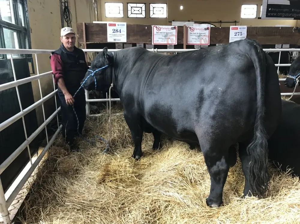La cabaña adquirió a este ejemplar cuando era ternero, en la Expo Palermo.