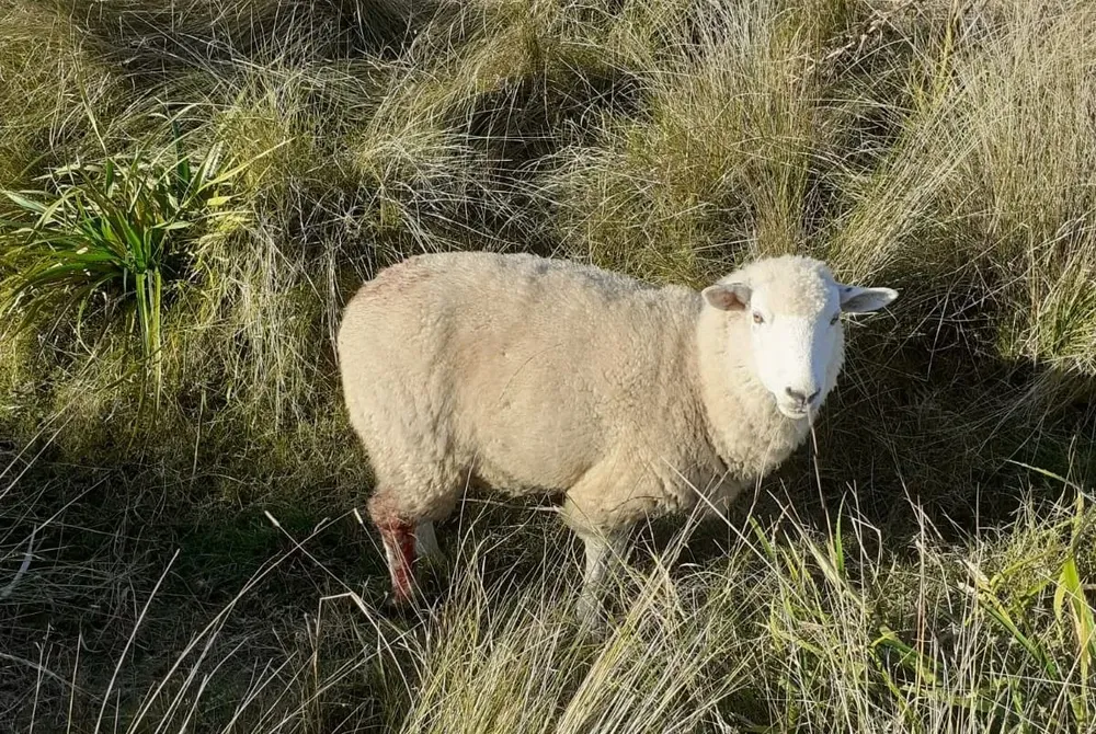 Uno de los ovinos quedó herido tras el ataque.