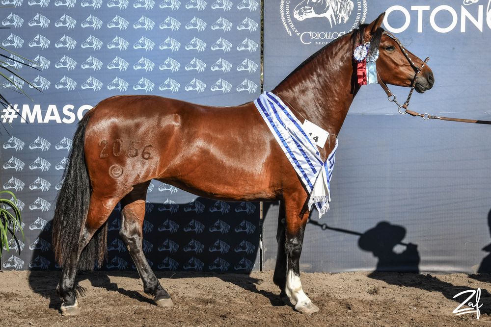 Caballos Criollos: Mejor ejemplar sin distinci&oacute;n de sexo de la raza y Gran Campeona, Constancia Chamaca, de caba&ntilde;a La Constancia.