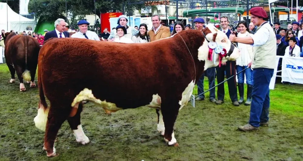 Cabaña La Hormiga, de Zaina SRL, se coronó con el Gran Campeón Polled Hereford