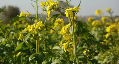 El cultivo de canola alcanzó una superficie récord durante este invierno en Uruguay.