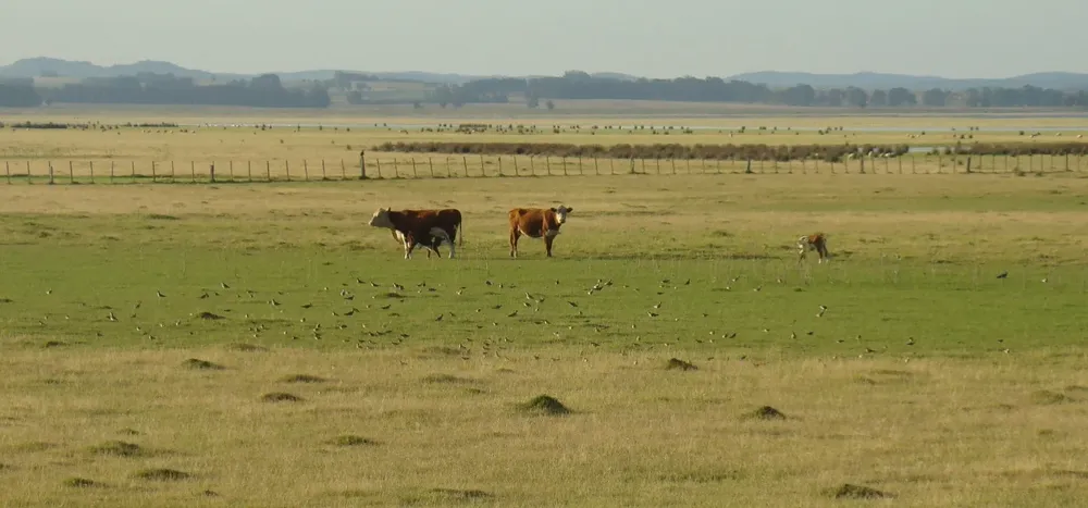 Agro en Uruguay, ¿una gran estancia?