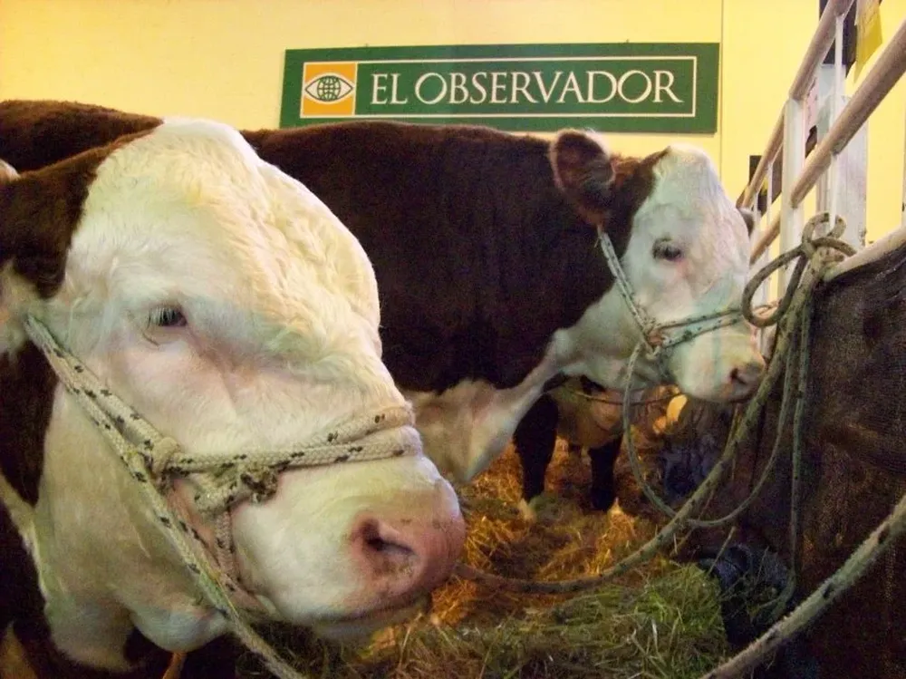 En la primera jornada ingresaron 300 vacunos al predio ferial.