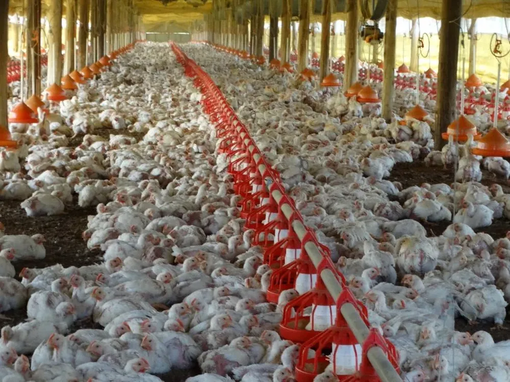 Los façoneros cobran en función de una paramétrica que elabora el MGAP.