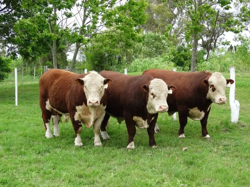 Participarán más de 100 toros, 40 ovinos y 22 equinos