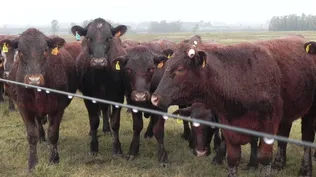 Volvieron las lluvias al campo.