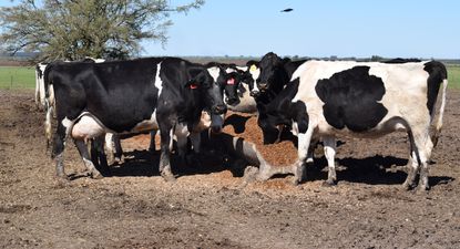 Tamberos: acostumbrados a eneros calientes y desafiantes para sus manejos productivos.