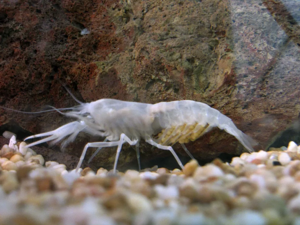 Crustáceo blanco o traslúcido encontrado en una cueva de la Galilea (norte de Israel) y que sobrevive gracias a un agua sulfúrica de su hábitat originario