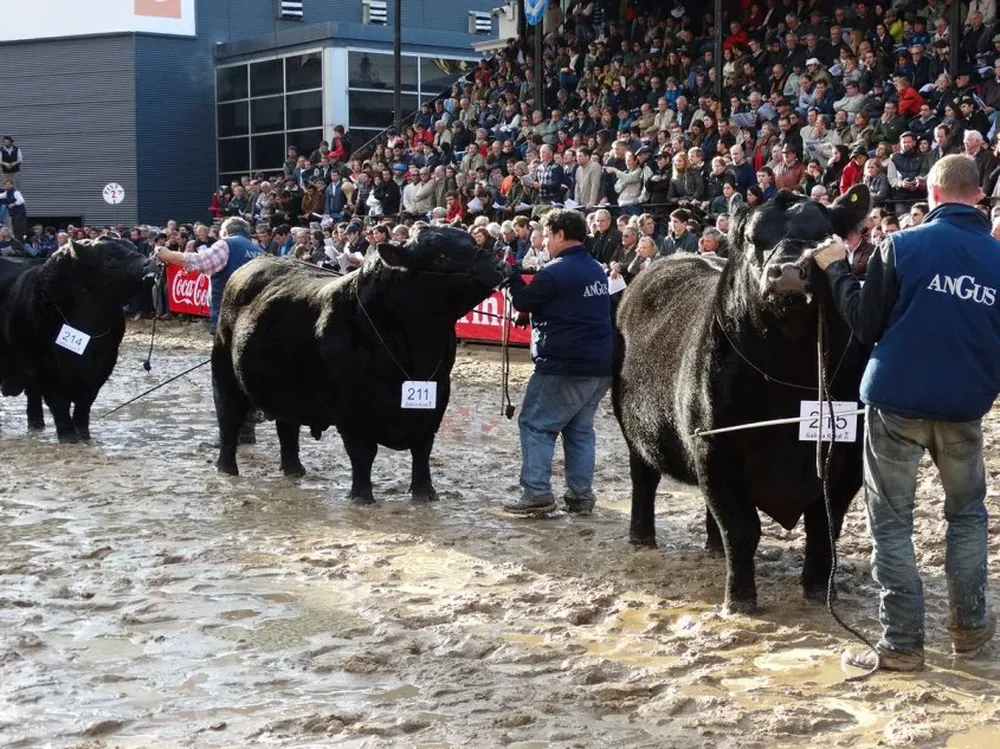 El Reservado Campeón Senior encabeza la fila en la pista.