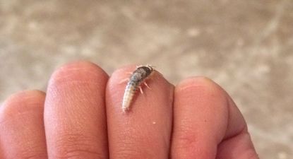 Lo que hay que saber sobre la presencia de los peces de plata en tu casa.