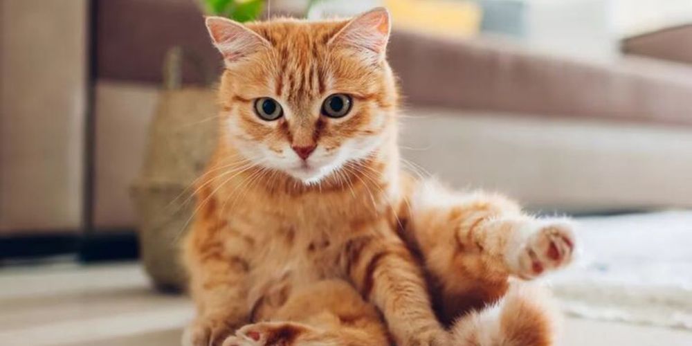 DÍA INTERNACIONAL DEL GATO