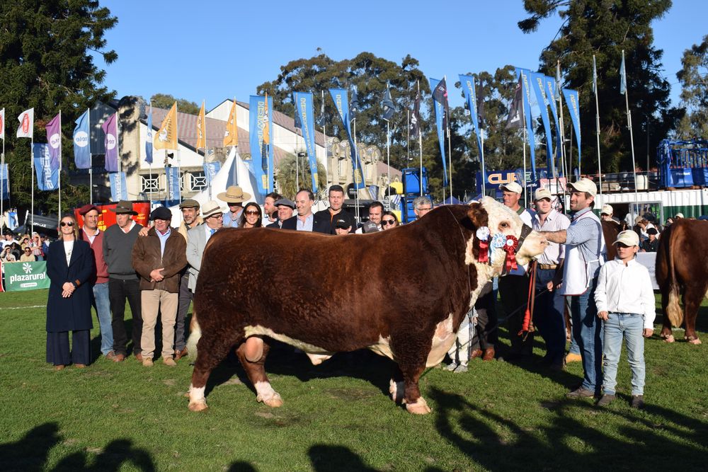 El Gran Campeón en la variedad mochos.