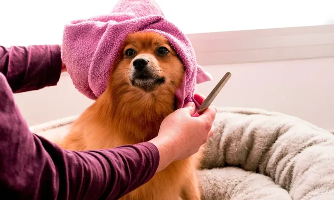 El baño regular de tu perro es esencial para su higiene y salud general.