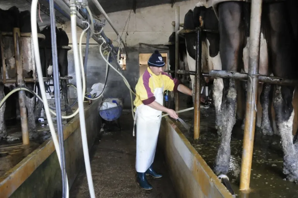 Lecheros reciben un nuevo ajuste en el precio de la leche
