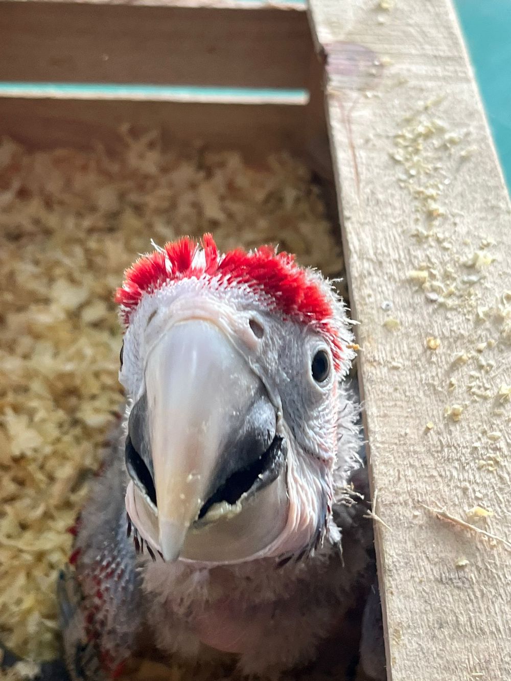 Más de 70 aves fueron incautadas en cargamento ilegal que llegó desde Argentina