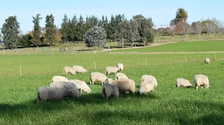 Predio de pequeño productor de ovinos, en Las Brujas.