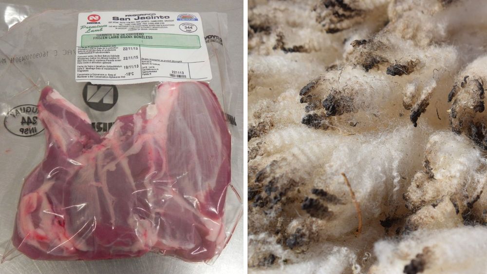 Rubro ovino: ingresos por exportaciones acumuladas en 2025 superaron los US$ 130 millones.