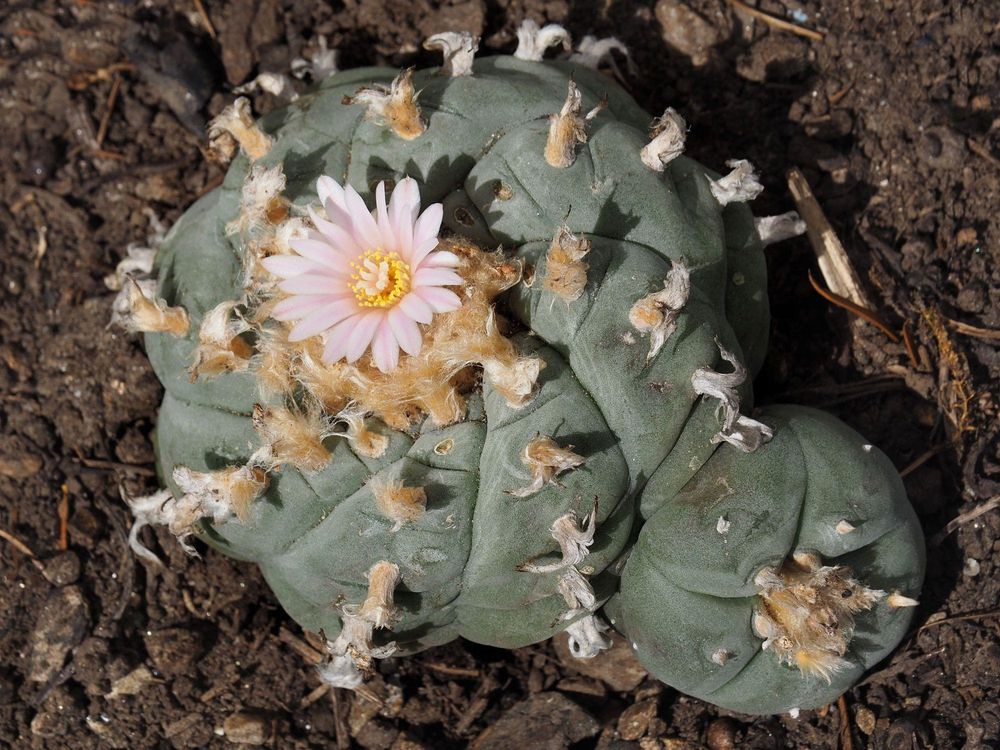 Desde hace siglos, el cactus Peyote ha sido utilizado por algunas comunidades indígenas americanas para rituales religiosos y el tratamiento de enfermedades.