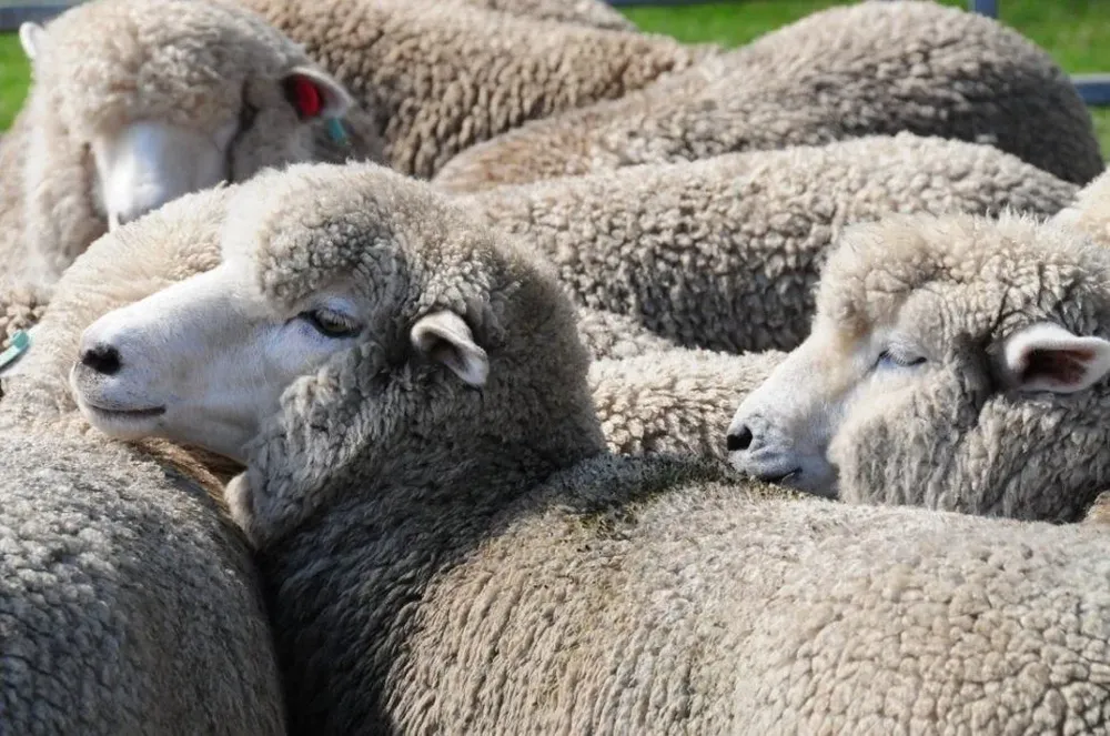 La app ya está disponible para Android e iOS.