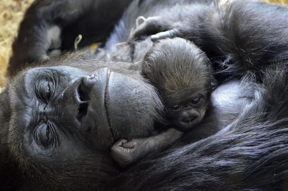 Un gorila recién nacido junto a su madre en el Parque Zoológico de Chicago
