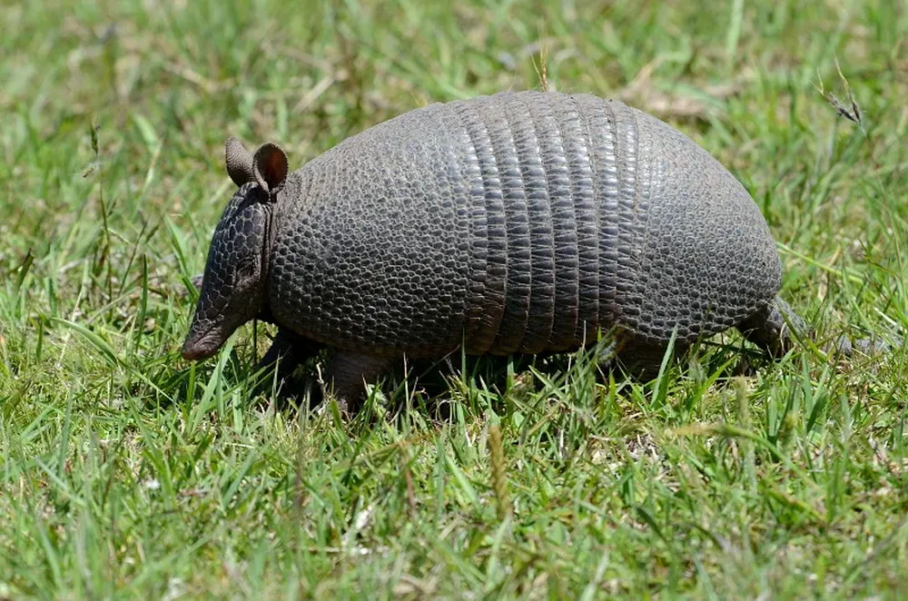 Mulita (D. hybridus) en Uruguay