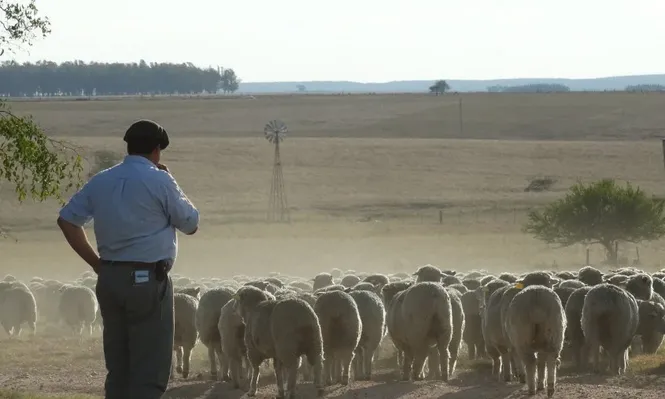 En los predios criadores donde predominaban los lanares el ingreso neto fue de US$ 14 a US$ 43 por hectárea en 2013/14