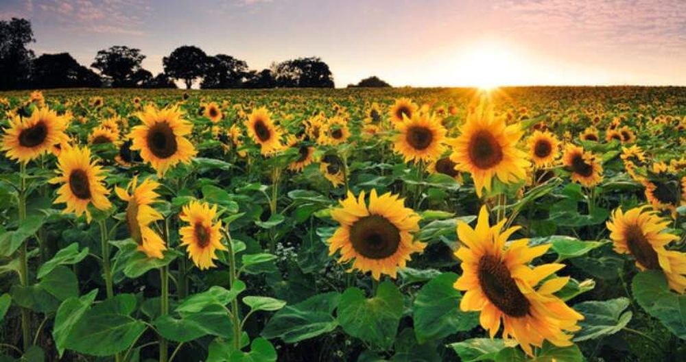 Girasol