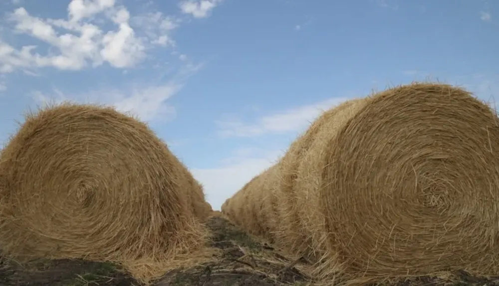 La producción de forrajes es clave en la producción animal