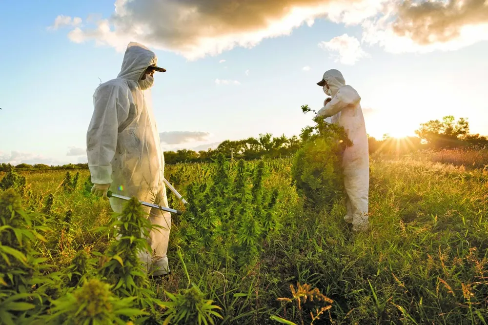 Trabajadores durante la última cosecha de la empresa uruguaya Yvy Life Sciences