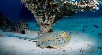 Explicación a las enigmáticas manchas azules en rayas y tiburones