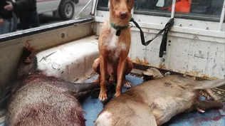 Caza de chanchos: casos de actividad responsable y otros en los que no se procede bien.