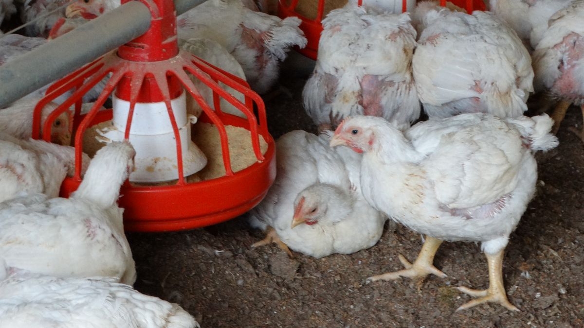 “Blindar los galpones”, pedido urgente del MGAP a productores para evitar gripe aviar en granjas comerciales