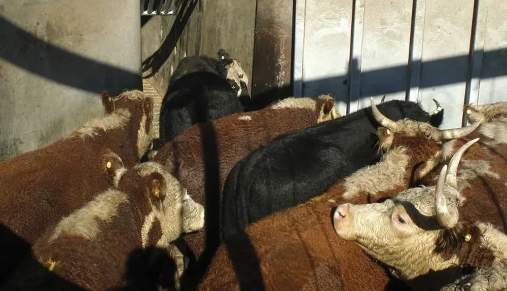 La faena creció y los precios bajaron la última semana