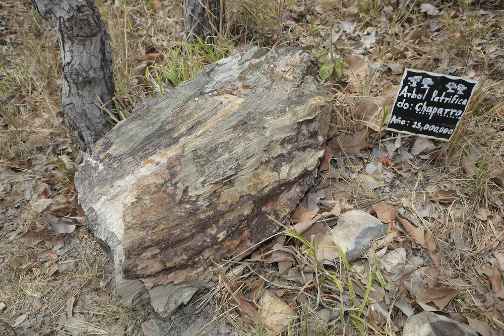 Detalle de un árbol petrificado en el cerro El Dragón, en Concepción Quezaltepeque, a unos 72 kilómetros al norte de San Salvador