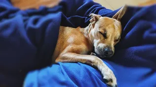 El rubro de alimento para mascotas ya factura entre US$ 160 y US$ 180 millones por año en Uruguay y tiene proyección para seguir creciendo