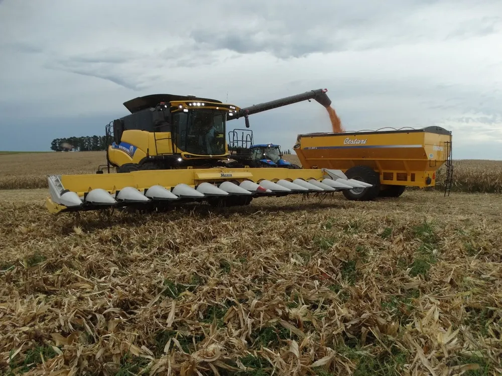 Cosecha de maíz, en Dolores.