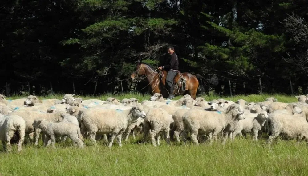 El SUL destacó las fotalezas de la producción ovina