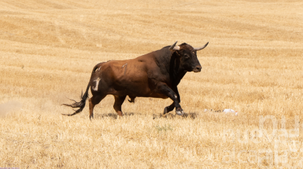 Un toro bravos se escapó de un encierro en un festival taurino en Romancos.