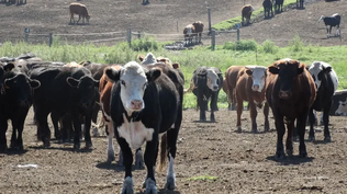 República Ganadera se presentó a concurso de acreedores
