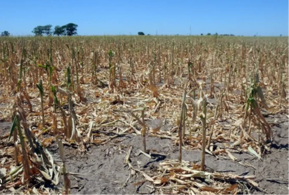 La lluvia trajo optimismo ante las pérdidas agrícolas por la sequía y la ola de calor