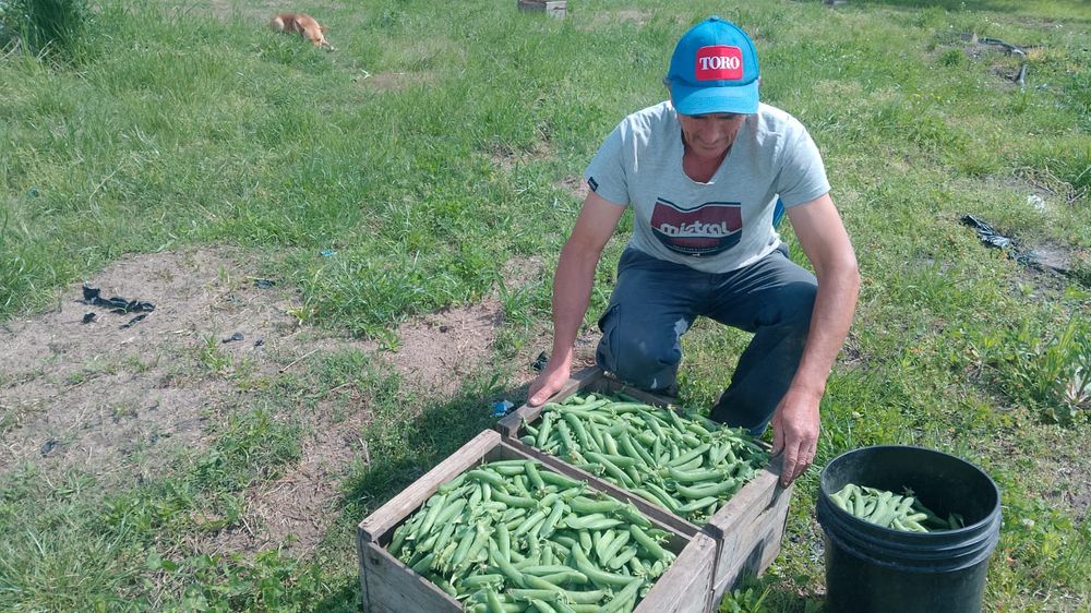 Productores de arvejas: no hay muchos en Uruguay y uno de los que más mercadería fresca aporta al mercado es Eduardo Tenca.