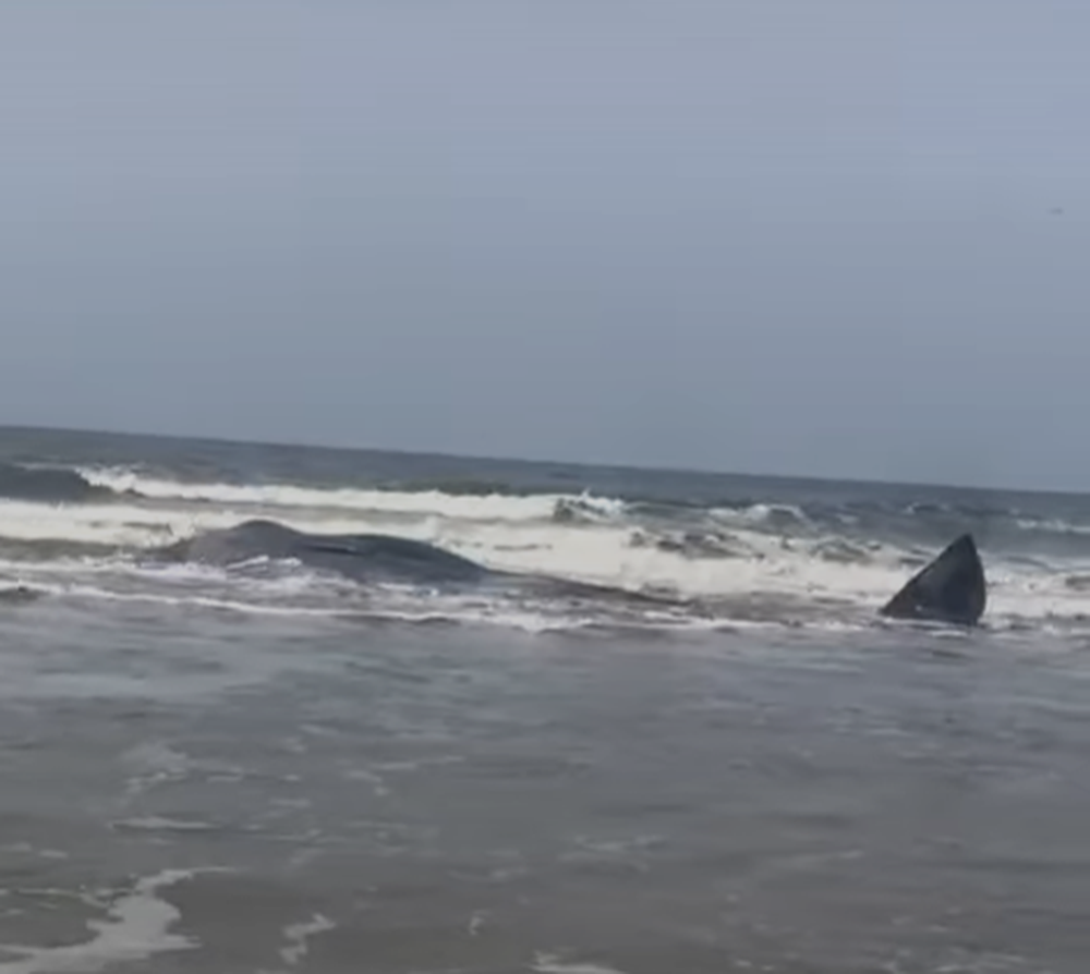 Ballena que apreció moribunda en la costas de Rocha