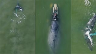Avistaron una ballena franca herida